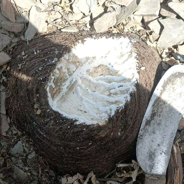 Real Ferula Root Latex Tapping in Uzbekistan